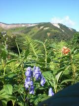 岩苔小谷お花畑5