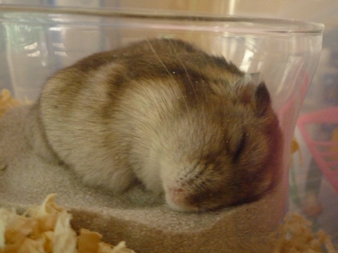 ���ä����Τͤ�ͤ������ý�_20080822_05