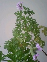 geranium