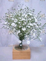 white-flower