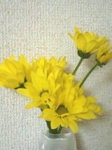 yellow-flower