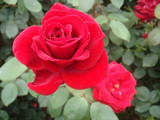 DSC02966