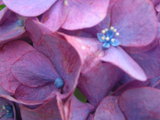 DSCN2599