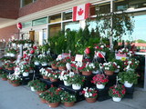 Canada Day1
