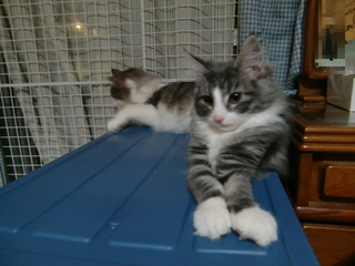BlogPaint