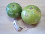 mikan20091126