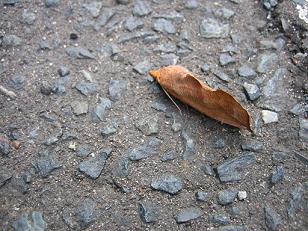 IMG_5732