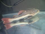 テルニャン40cm