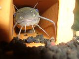 笑うギバチャン