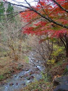 紅葉