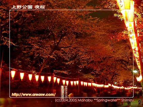 上野公園 夜桜