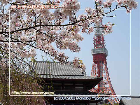 増上寺の桜と東京タワー