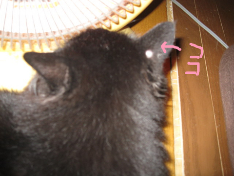 BlogPaint