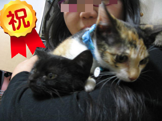 BlogPaint