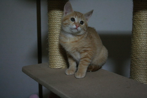 tugumi