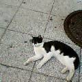 neko1