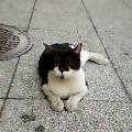 neko2