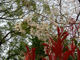 060403桜と赤目垣
