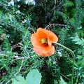 060428�ҥʥ���
