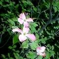 花水木(薄桃色)