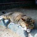 060421ǭ�����ܤä�2
