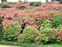 船窪つつじ公園