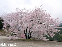 �ųڻ� �� 2009