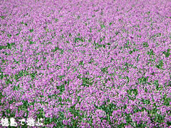 鳴門らっきょの花まつり