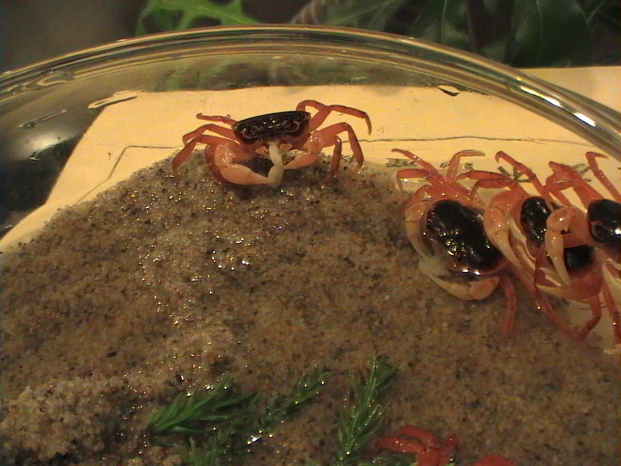 たいら貝を食らう