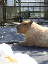 カピパラさん