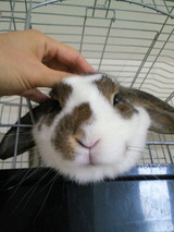 なでてー