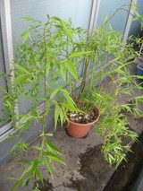 1be9f410.JPG