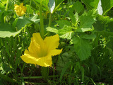 かぼちゃの花
