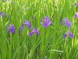 oota_2