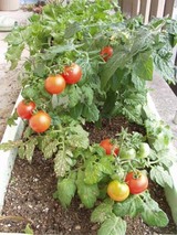 tomato