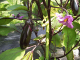 なすの花
