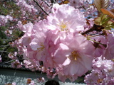 やえ桜