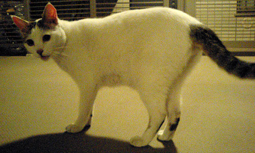 マンションで出会った猫の写真1。