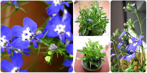名前不明の青紫色の花の写真