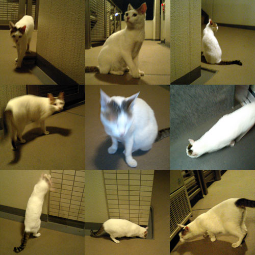 マンションで出会った猫の写真2。