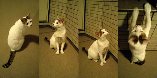 マンションで出会った猫の写真3。