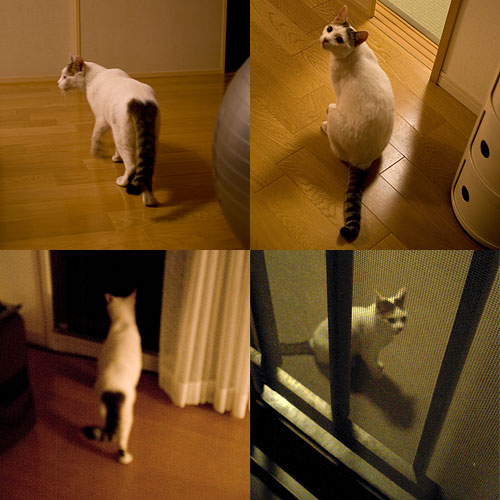 マンションで出会った猫の写真4。