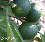 2b243557.jpg