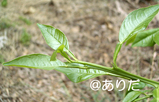 2cf6c62a.jpg