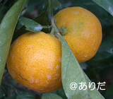 3c80ca71.jpg