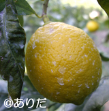 431ed66d.jpg