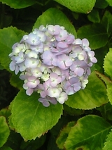 DVC00068_M.jpg
