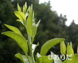 4f555b50.jpg