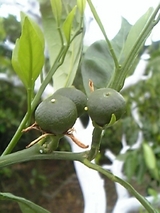 DVC00020_M.jpg