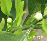 60abf074.jpg